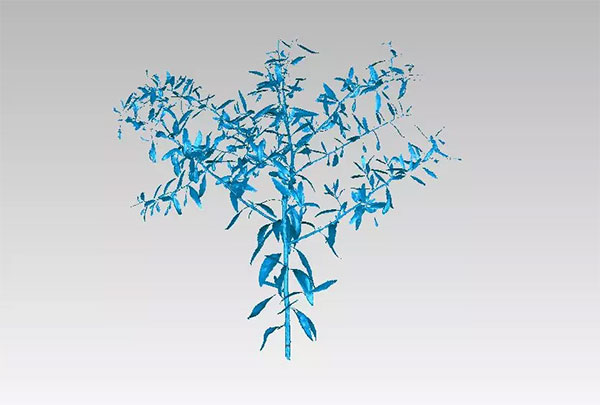 三維激光掃描技術(shù)引入作物三維掃描模型